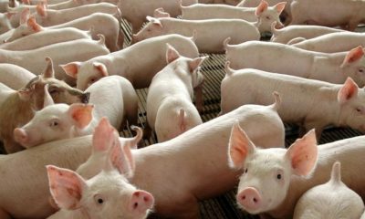 abate-de-bovinos-frango-e-suin