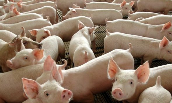 abate-de-bovinos-frango-e-suin