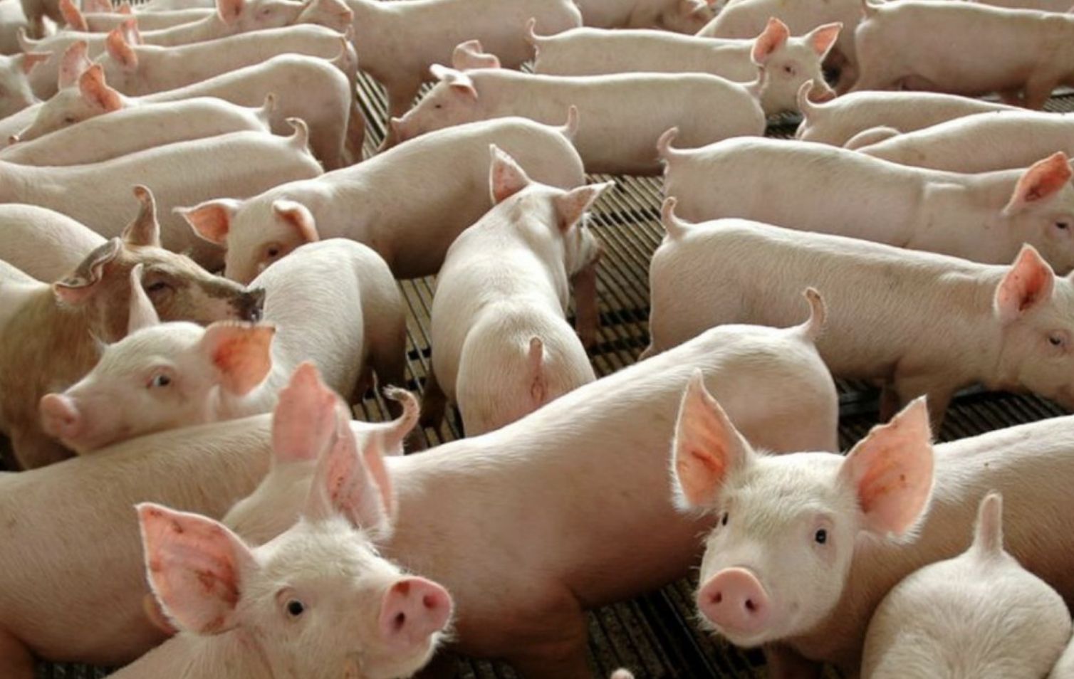 abate-de-bovinos-frango-e-suin