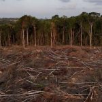 amazonas-segue-2o-no-ranking-d