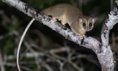 aparecimento-raro-cuica-lanosa