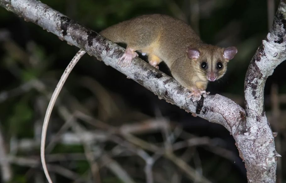 aparecimento-raro-cuica-lanosa