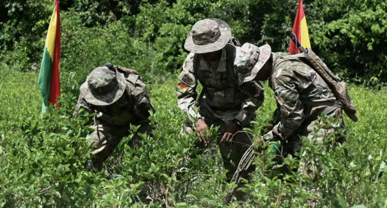 bolivia-retoma-erradicacao-de-