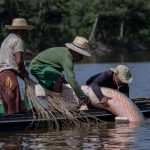 classificacao-do-pirarucu-como