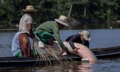 classificacao-do-pirarucu-como