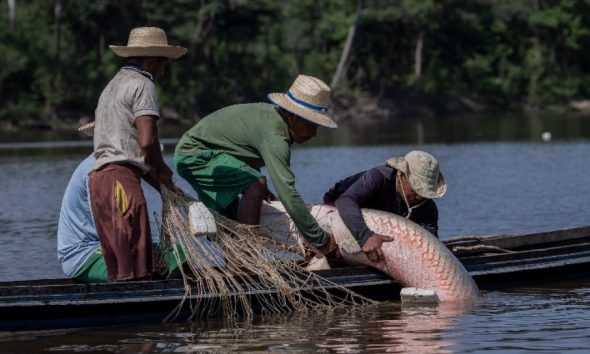 classificacao-do-pirarucu-como
