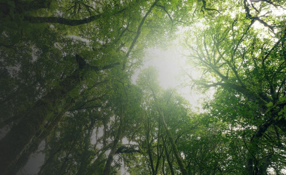 cmn-muda-regra-do-eco-invest-b