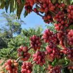 comissao-de-agricultura-e-refo