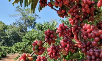 comissao-de-agricultura-e-refo