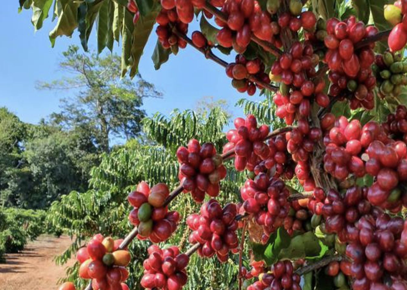comissao-de-agricultura-e-refo