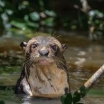 cop15-amplia-a-protecao-de-40-