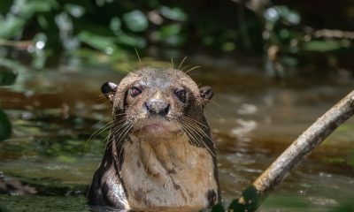 cop15-amplia-a-protecao-de-40-