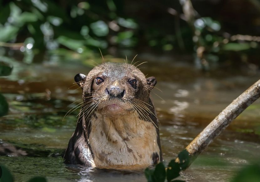 cop15-amplia-a-protecao-de-40-