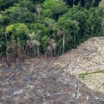 desmatamento-na-amazonia-custo