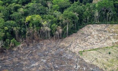 desmatamento-na-amazonia-custo
