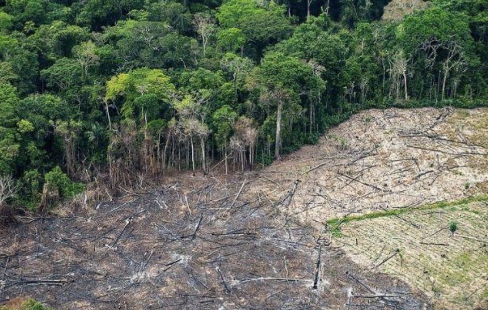 desmatamento-na-amazonia-custo