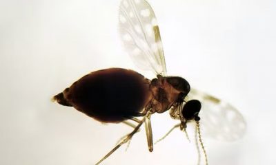 estudo-identifica-nova-linhage