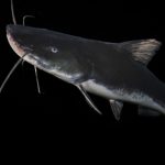 extincao-ameaca-quase-totalida