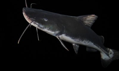 extincao-ameaca-quase-totalida