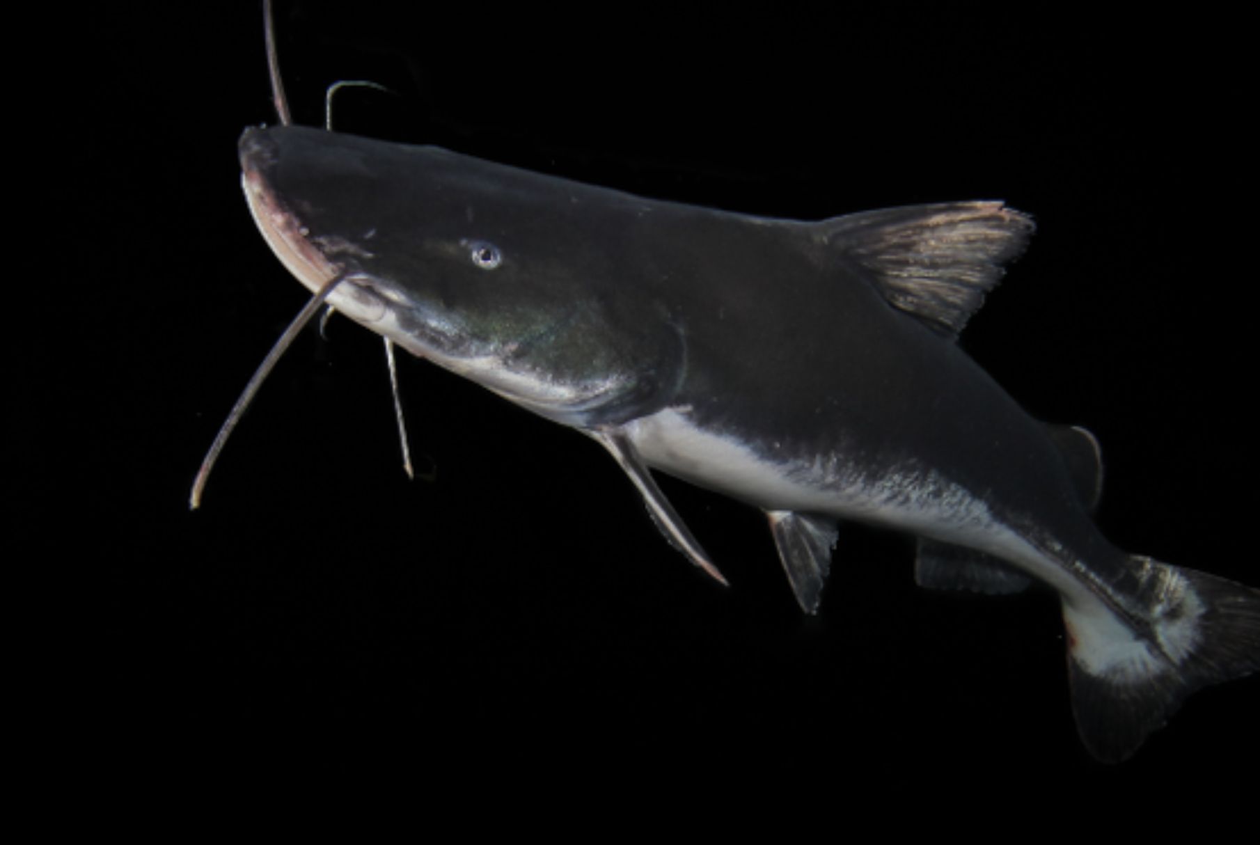 extincao-ameaca-quase-totalida