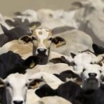 frigorificos-da-amazonia-nao-p