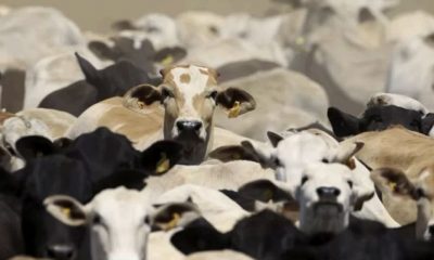 frigorificos-da-amazonia-nao-p