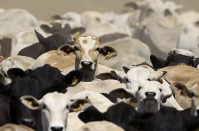 frigorificos-da-amazonia-nao-p