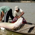 ibama-libera-pesca-de-pirarucu