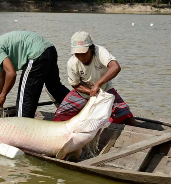 ibama-libera-pesca-de-pirarucu