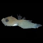 larva-de-39-mm-encontrada-na-f