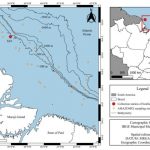 larva-de-39-mm-encontrada-na-f