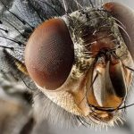 moscas-da-amazonia-podem-desap