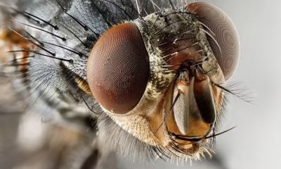 moscas-da-amazonia-podem-desap