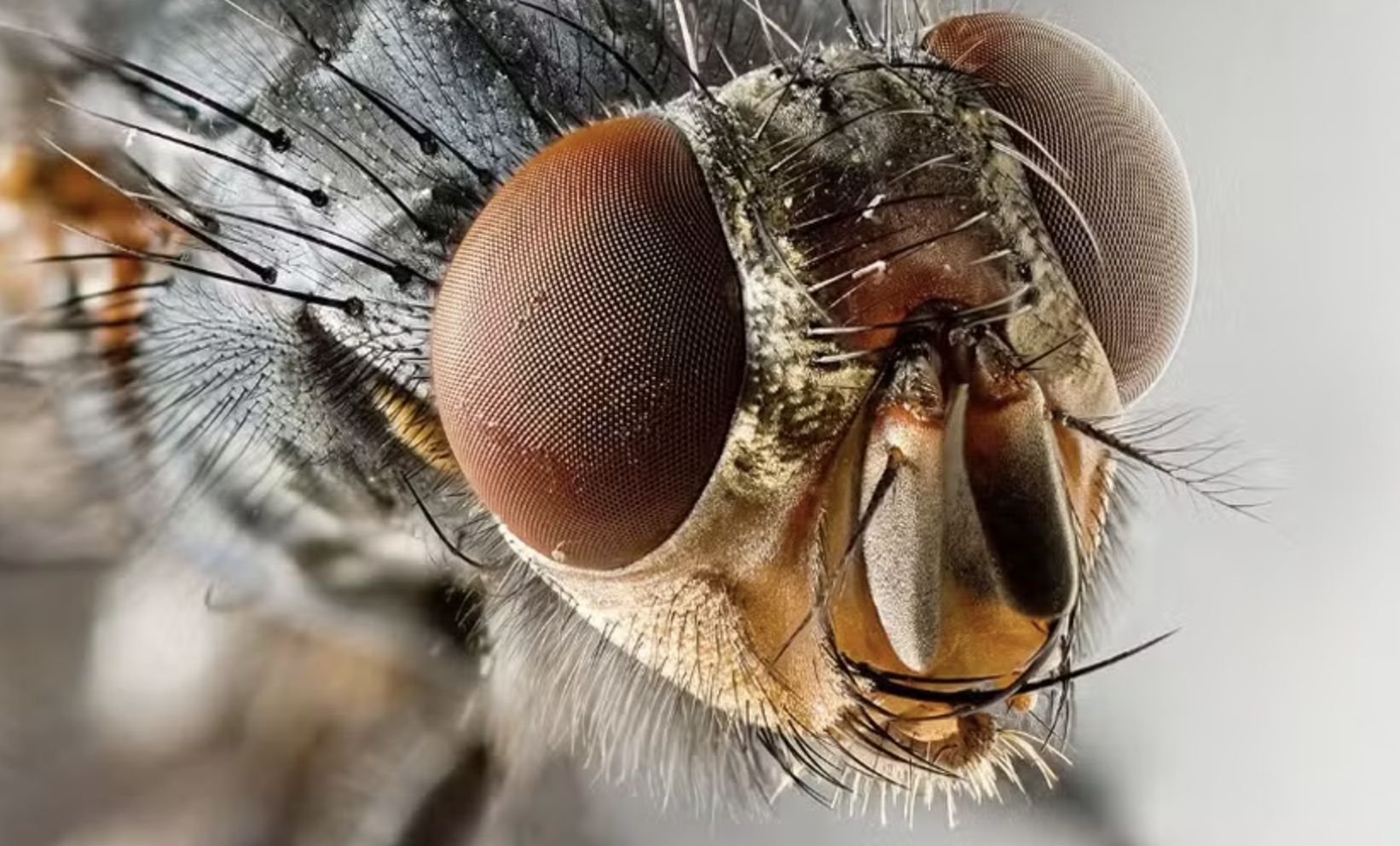 moscas-da-amazonia-podem-desap