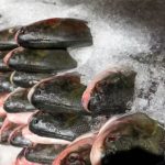 prefeitura-inicia-doacao-de-pe