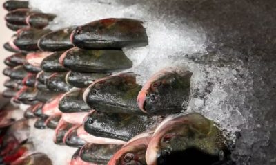 prefeitura-inicia-doacao-de-pe