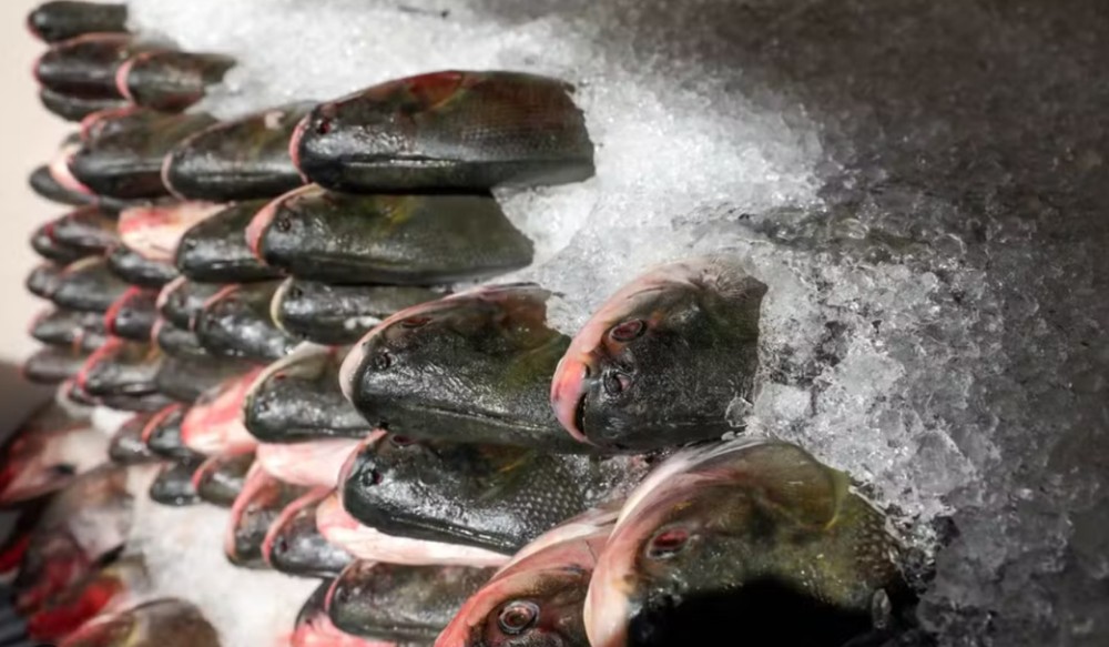 prefeitura-inicia-doacao-de-pe