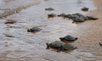 programa-quelonios-da-amazonia