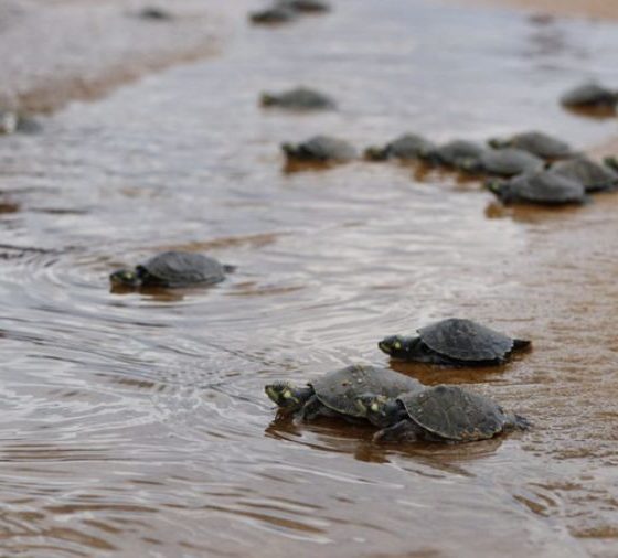 programa-quelonios-da-amazonia