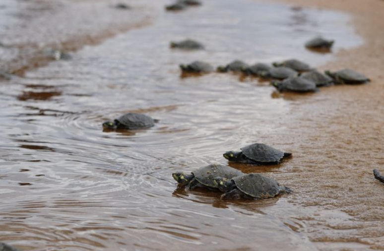 programa-quelonios-da-amazonia