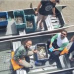 programa-quelonios-da-amazonia