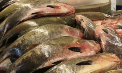 vigilancia-sanitaria-orienta-s