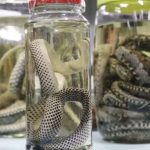 amazonas-registra-mais-de-mil-