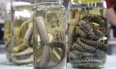 amazonas-registra-mais-de-mil-