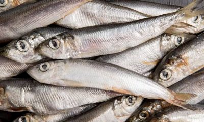 anvisa-manda-recolher-sardinha