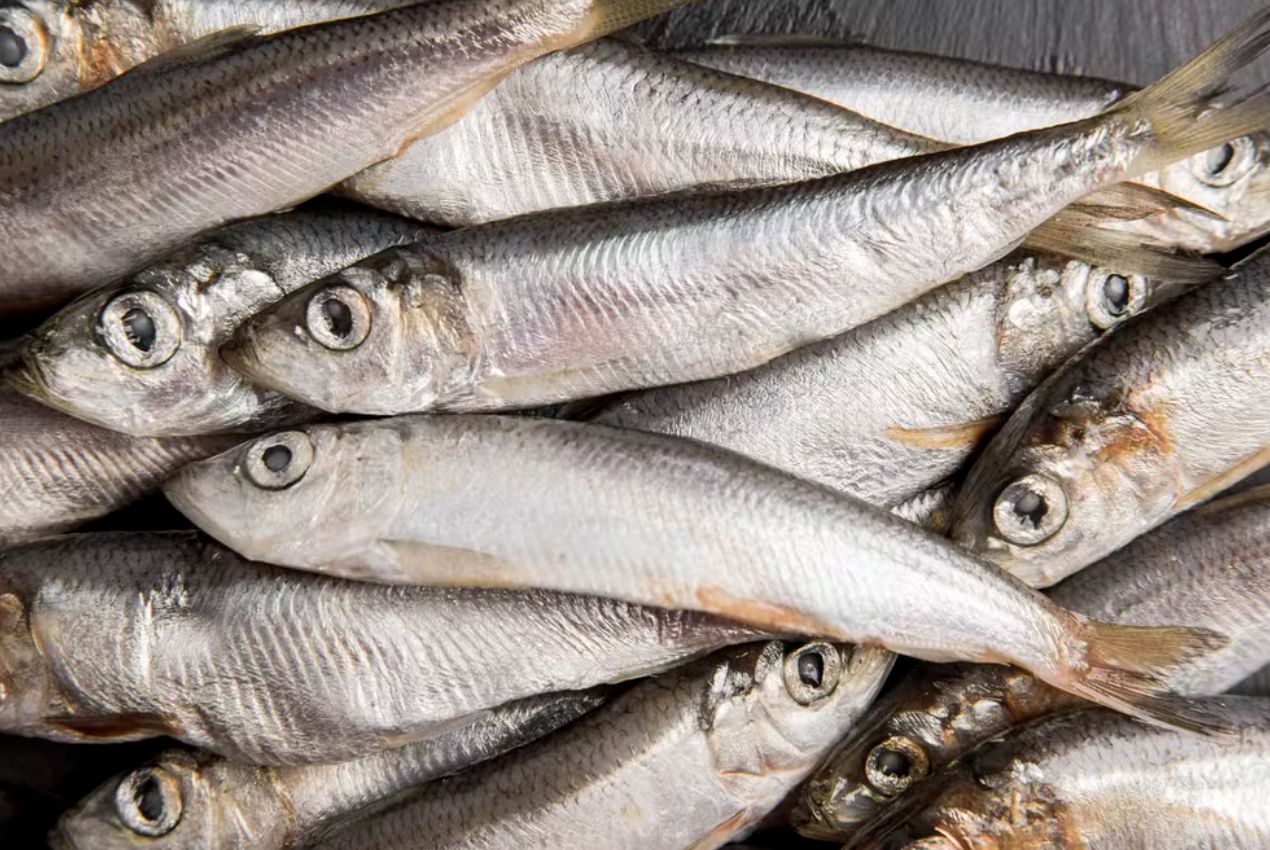 anvisa-manda-recolher-sardinha