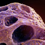 covid-rede-global-de-virologis