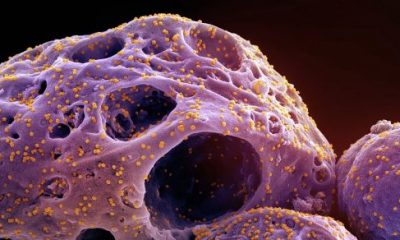 covid-rede-global-de-virologis