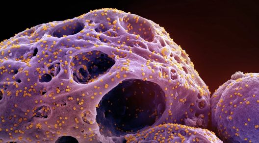 covid-rede-global-de-virologis