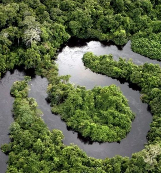 desmatamento-e-degradacao-caem